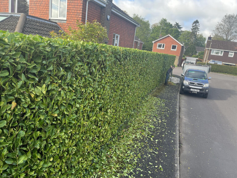 Hedge maintenance and trimming Newbury