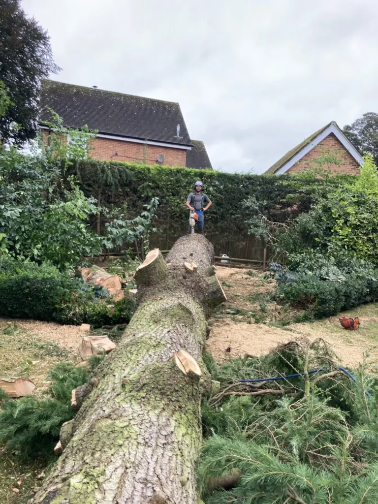 Tree Removal, Felling & Dismantling by Tree Surgeons in Newbury, Berkshire