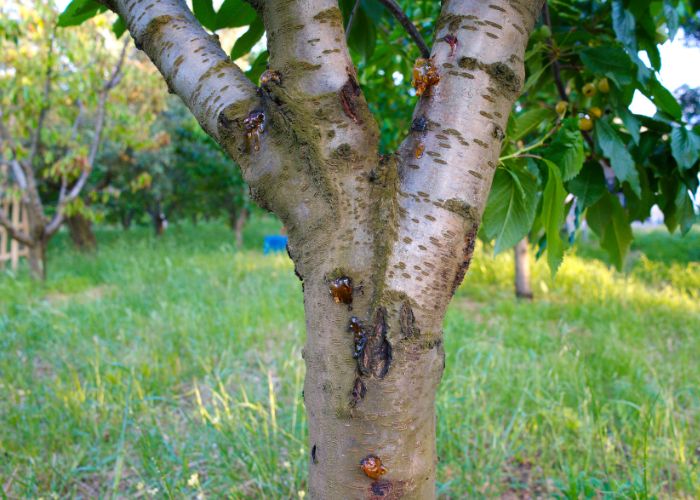 Common tree disease UK