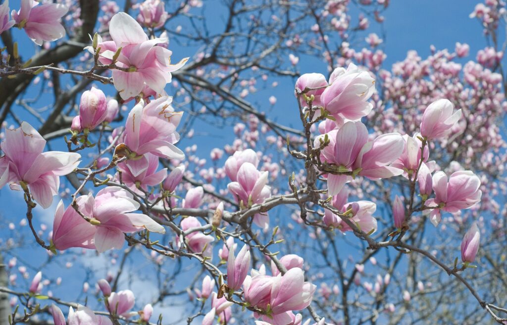Magnolia flowers blossoming on the tree
