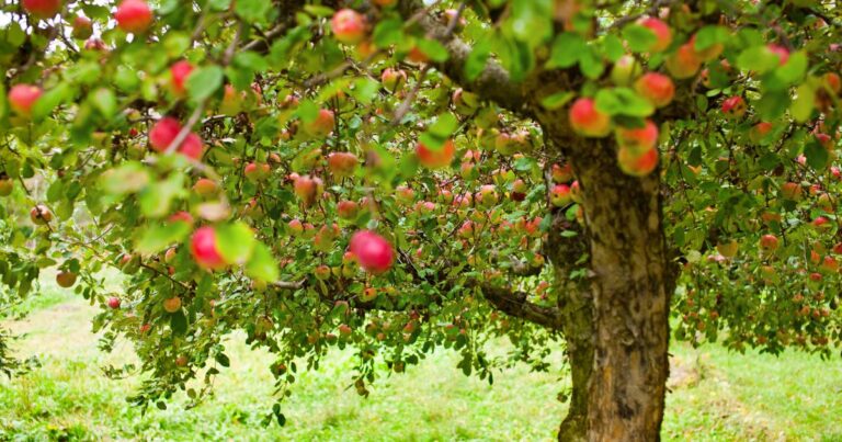Pruning an apple tree in the winter UK