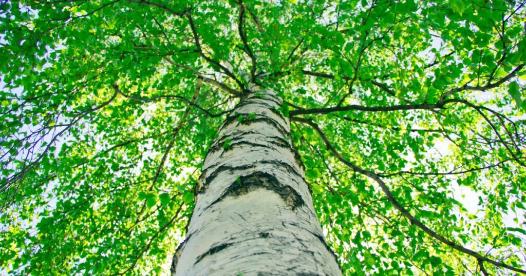A large silver birch tree