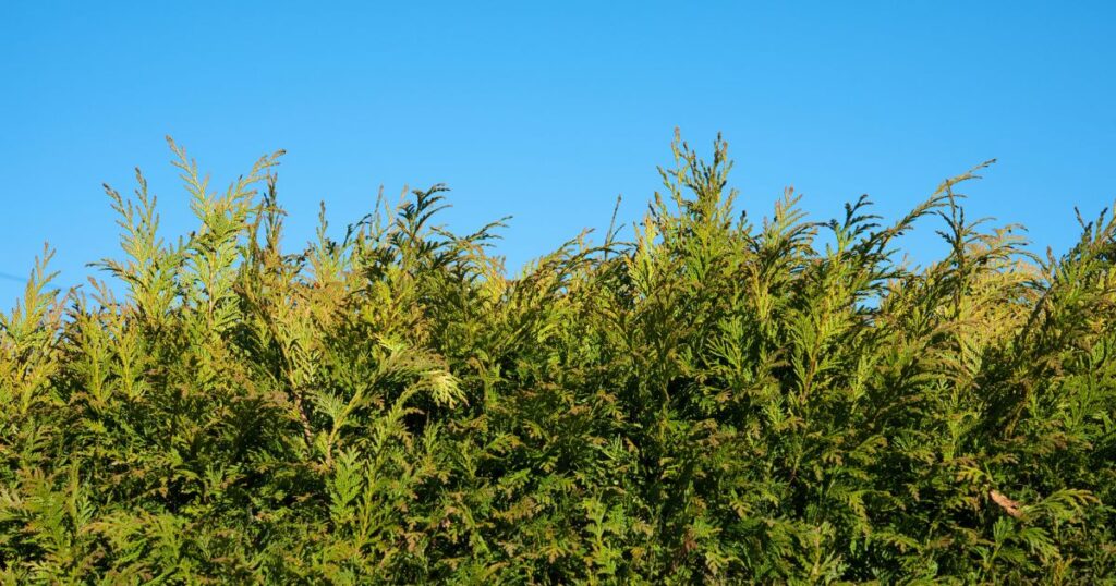 Conifer hedge in need of pruning by a tree surgeon