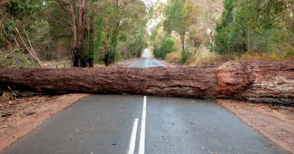Fallen tree on a road