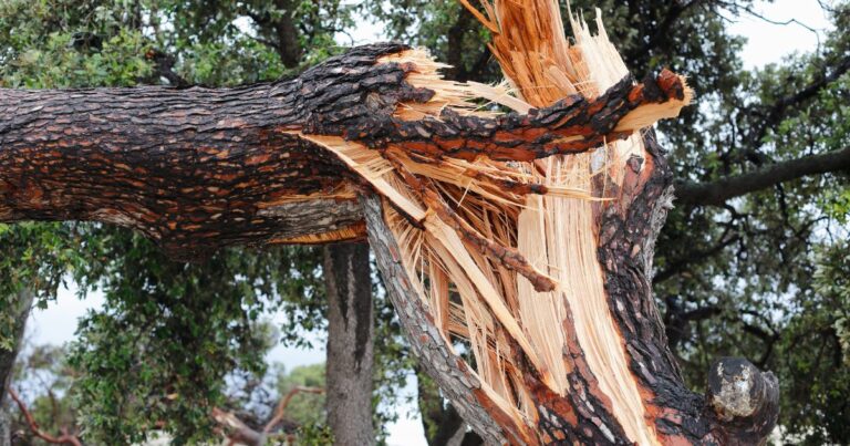 Who is responsible for fallen tree