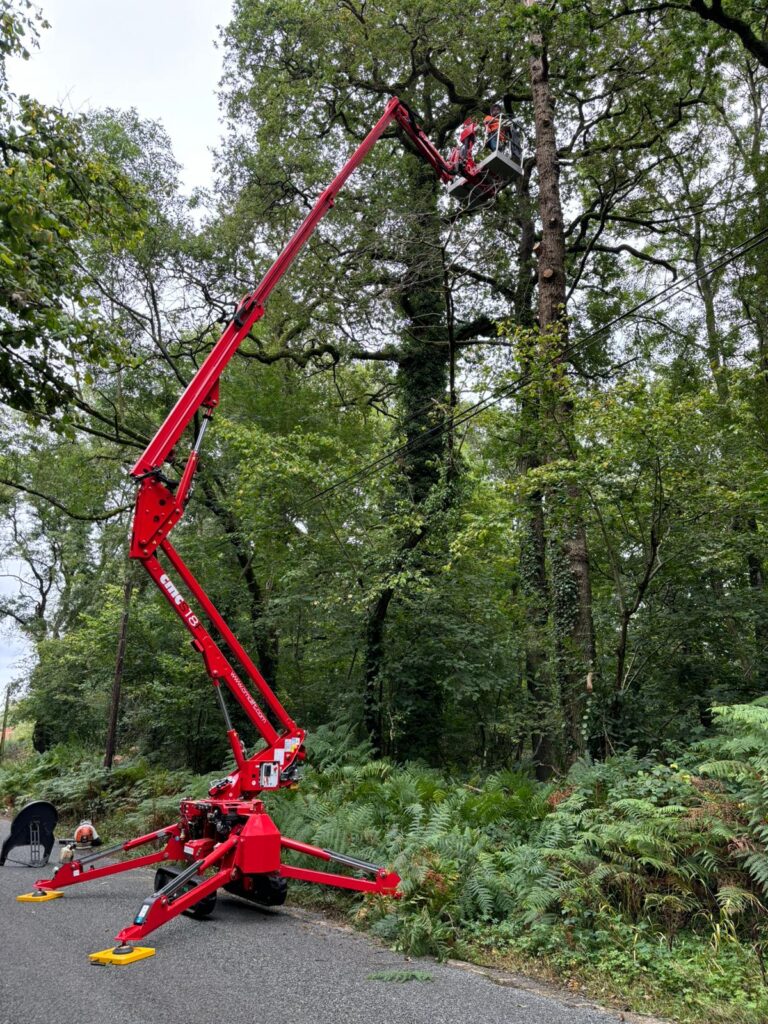 Tree pruning and cutting by tree surgeon