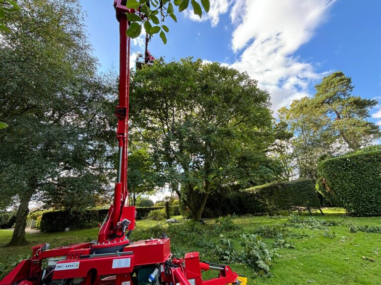 Tree trimming in Newbury - Evolution Tree Surgery
