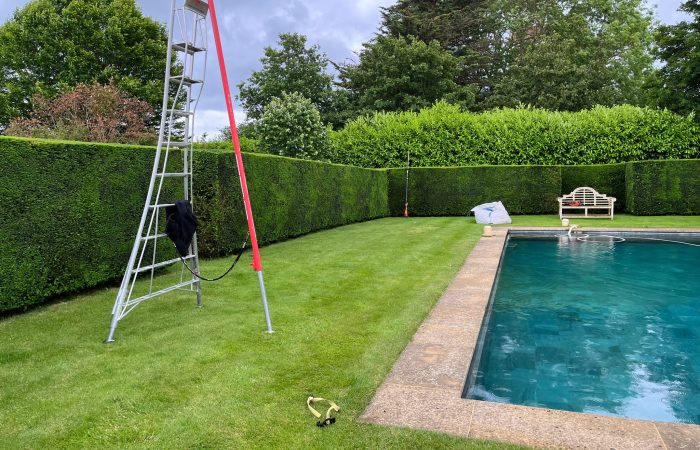 Hedge maintenance by tree surgeon