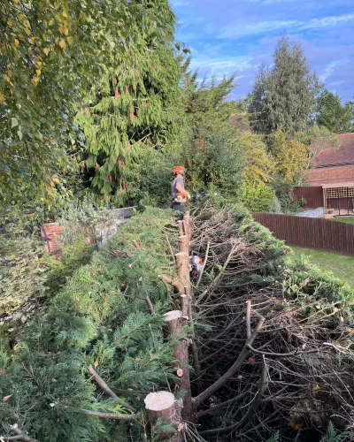 Tree Felling & Dismantling in Newbury, Berkshire by Tree Surgeons