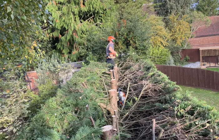 Tree Felling & Dismantling in Newbury, Berkshire by Tree Surgeons