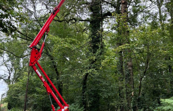 Tree pruning and cutting by tree surgeon